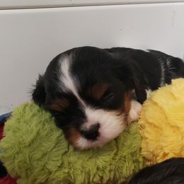 Cavalier King Charles Spaniel Puppies from Heritage Garden Cavaliers