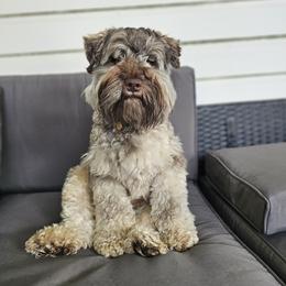 Louie - Miniature Schnauzer