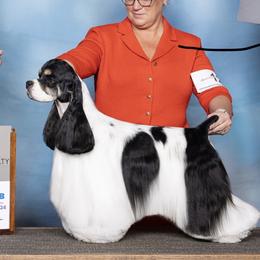 Jack - Cocker Spaniel