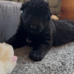 Gala - Black female German Shepherd puppy in Garland, Maine from Vom Schön Traumhund
