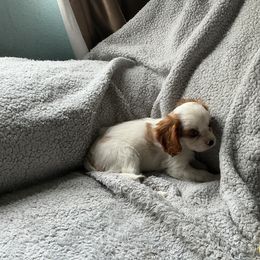Macaroon - Blenheim male Cavalier King Charles Spaniel puppy in Normangee, Texas from Country Candy Cavaliers