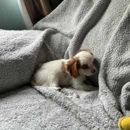 Macaroon - Blenheim male Cavalier King Charles Spaniel puppy in Normangee, Texas from Country Candy Cavaliers