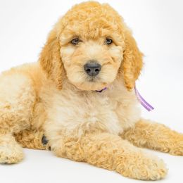 Poodle Puppies from DoodleHaven