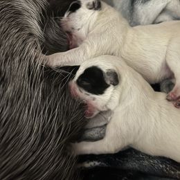 Boy 1 - Blue male Australian Cattle Dog puppy in Chelsea, Oklahoma from CT Mini Heelers