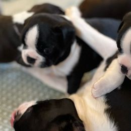 Boston Terriers from Debbie Coleman's Boston Terriers