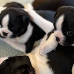 Boston Terriers from Debbie Coleman's Boston Terriers