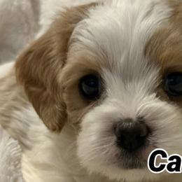 Cavachon and Maltese Puppies from Wendy’s Maltese & Cavamalts of Virginia