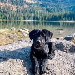Labrador Retriever Puppies from Labrador emPAWrium