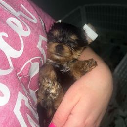 Buster - Black and gold male Yorkshire Terrier puppy in Lakeland, Florida from You Me & The Yorkies