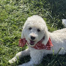 Goldendoodle All Grown Up from Blossom Dog Training