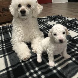 Poodle Puppies from Port Royal Poodles