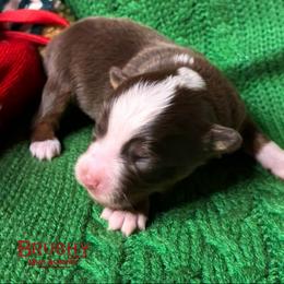 Girl 1 - Red tri female Toy Australian Shepherd puppy in Red Oak, Texas from Brushy Creek Aussies & Mini Aussies