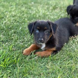 Coca-Cola - Black tri female Miniature Australian Shepherd puppy in Lincoln, California from Country Dreams Mini Aussies