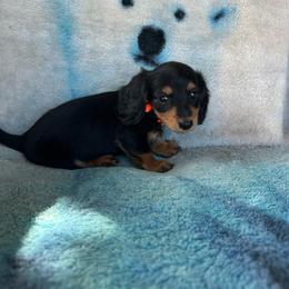 Hattie - Black and tan female Dachshund puppy in Stilwell, Oklahoma from Ross Ranch Dachshunds