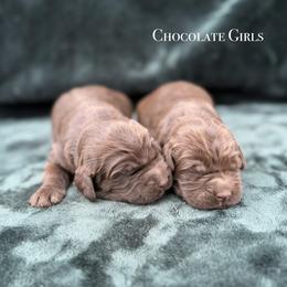 1st Pick Chocolate Girl - Chocolate female Australian Labradoodle puppy in Hartshorne, Oklahoma from Jena Edmond