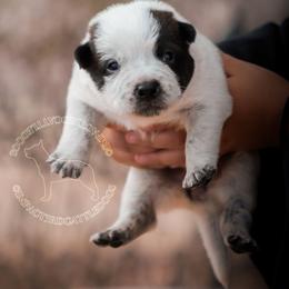 Homura (ASDR) - Blue speckled female Australian Cattle Dog puppy in Marana, Arizona from Impact 3rd Australian Cattle Dogs