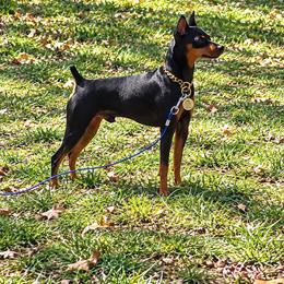 Dobi - Miniature Pinscher