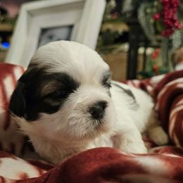 Girl 1 - Gold and white female Shih Tzu puppy in North Carolina from WillowCreek Mountain View Shih Tzu