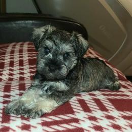 Oliver - Salt and pepper male Miniature Schnauzer puppy in Graham, Washington from Kristy's French Bulldogs & Mini Schnauzers