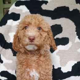 Lacey - Cream female Goldendoodle puppy in Marion County, Ohio from Hatten Homestead Kennels