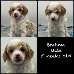 Brahma - Parti male Poodle puppy in Grass Valley, California from Sapphire Ridge Poodles