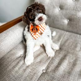 Goldendoodle Puppies from The W Doods