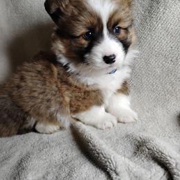 Fluffy Blue Collar - Sable male Pembroke Welsh Corgi puppy in Yelm, Washington from Tolbolton Creek Corgis