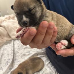 Cayro - Red male Shiba Inu puppy in Elizabeth, New Jersey from Shiba Inu Loving Care