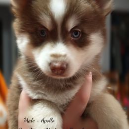 Apollo - Pomsky puppy in Michigan from Southwest Michigan Pomskies