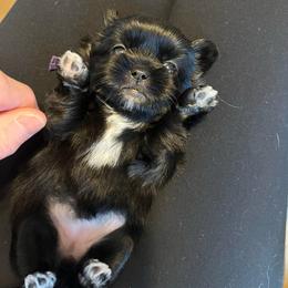 Purple - Tammy Wynette - Black and white female Shorkie puppy in Mays Landing, New Jersey from Fancy Paws Shorkies & Shih Tzus