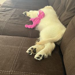 Golden Retriever Puppies from Mia Ragazza Golden Retrievers