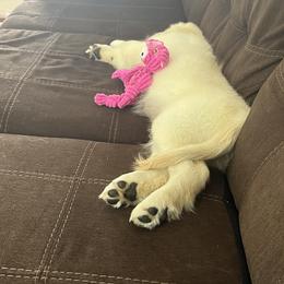 Golden Retriever Puppies from Mia Ragazza Golden Retrievers