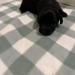 Cottontail - Black Dachshund puppy in Kingston, Illinois from Oak Bridge Farm