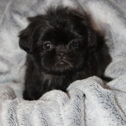 Henry - Black and white male Shih Tzu puppy in Tampa, Florida from Fancy Shih Tzus Florida