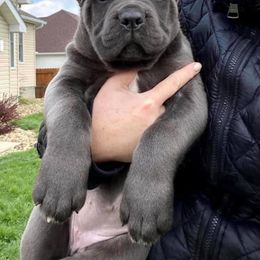 Cane Corso Puppies from Fedele's Cane Corso
