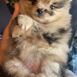 Pomeranians from SuperNova  & Mystic Magic Pomeranians
