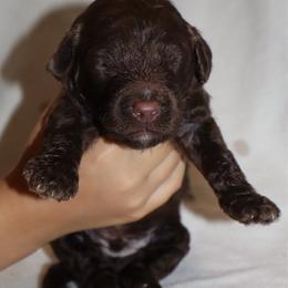 Wonka Bar - Phantom male Bernedoodle puppy in Ohio from Moore Doodles