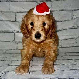 Prancer - Caramel cream male Labradoodle puppy in Monticello, Georgia from Daylin’s Doodles & Labradors