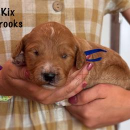 Kix Brooks - Apricot male Goldendoodle puppy in Lancaster, Minnesota from North Star Dog Training