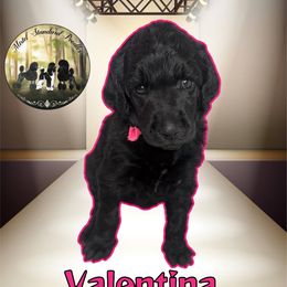 Valentina - Blue female Poodle puppy in Yakima, Washington from Mistel Standard Poodles