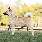 Karina - Norwegian Buhund