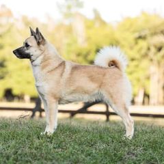 Karina - Norwegian Buhund