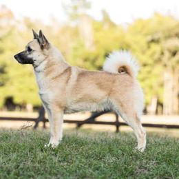 Karina - Norwegian Buhund