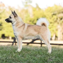 Karina - Norwegian Buhund