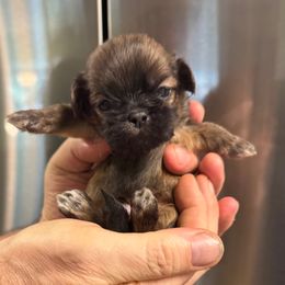 Boy - Brindle male Shih Tzu puppy in Mobile, Alabama from FluffyTail Shih Tzu