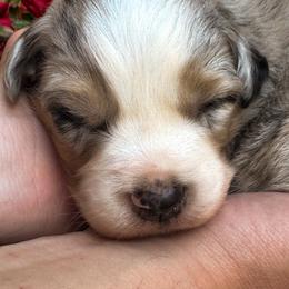 AKC Scoop (Natural Tail) - Blue merle male Australian Shepherd puppy in Jonesborough, Tennessee from 5AFarms