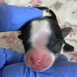 Lil Moo - Parti male Yorkshire Terrier puppy in Clarksville, Arkansas from K's Luxurious Yorkies