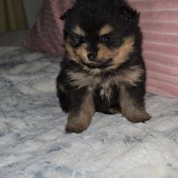 Tasmania - Black and tan male Pomeranian puppy in Angleton, Texas from Pomeranian Palace, LLC