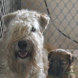 Soft Coated Wheaten Terriers from Frolic Wheatens