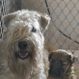 Soft Coated Wheaten Terriers from Frolic Wheatens